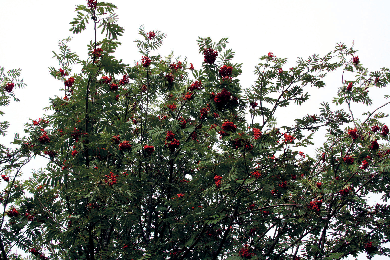 Sorbus aucuparia.