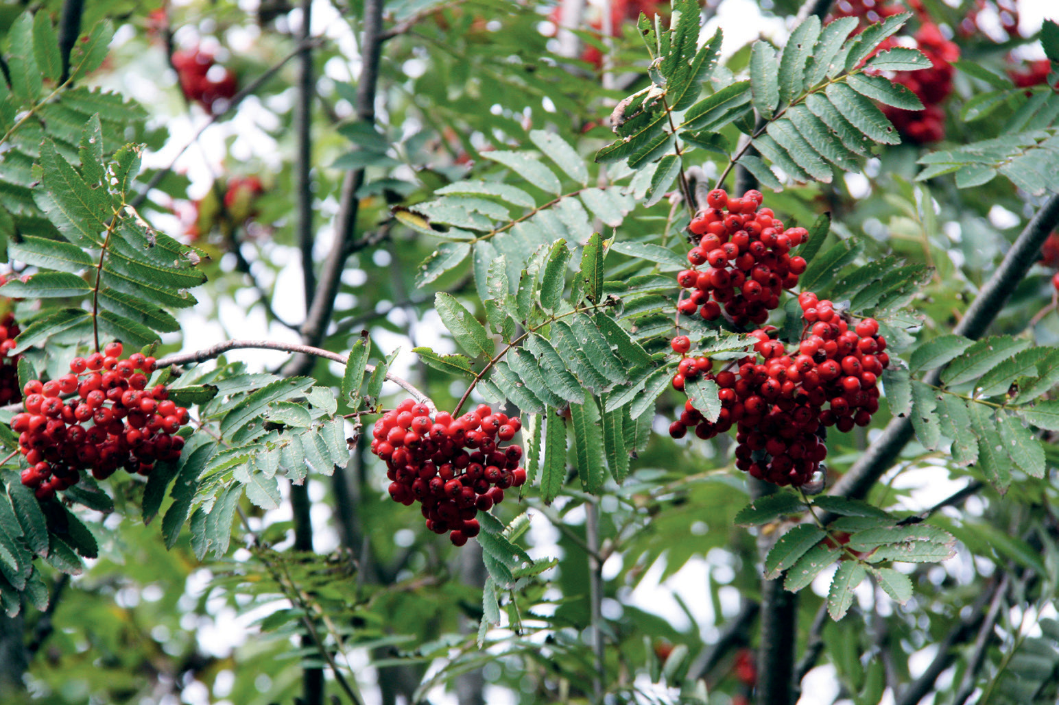 Sorbus aucuparia.