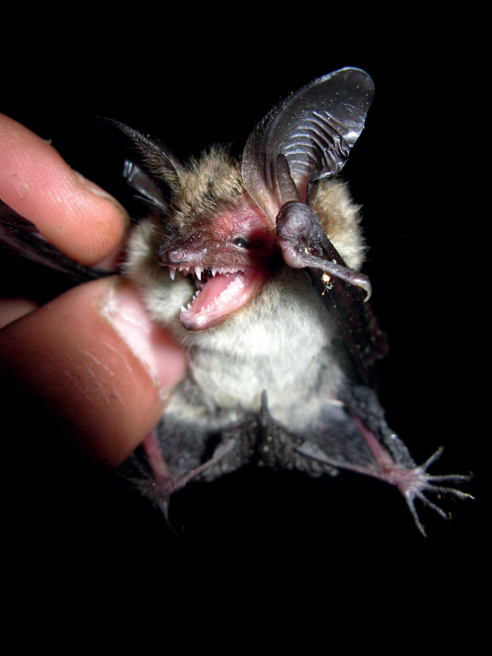 Myotis bechsteinii.