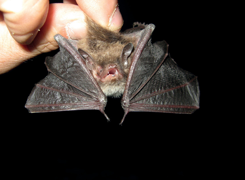 Myotis daudeììbentonii.