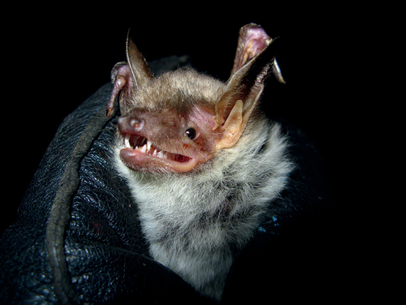 Myotis myotis.