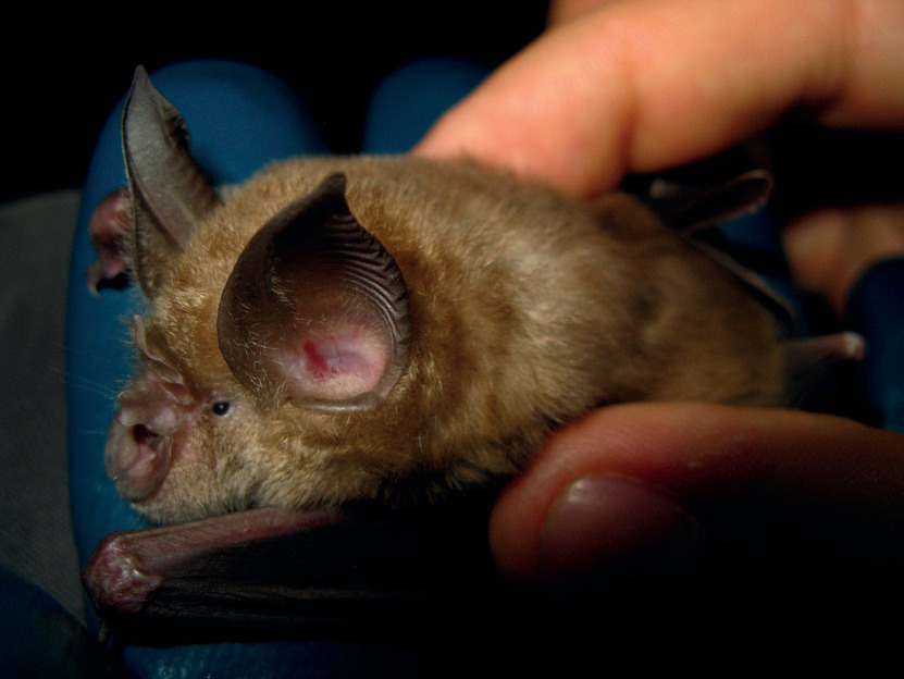 Rhinolophus ferrumequinum.