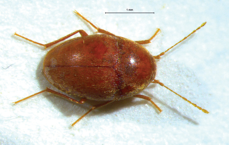Foto 2. Neobathyscia fabianii, specie presente in diverse zone  del sitema Rana-Pisatella (foto Leonardo Latella)